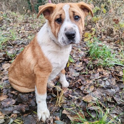 😉Kuglof Sharpei Mixwelpe ist ein richtiger Schmuser und genießt die Zeit mit Menschen.💥, Sharpei Mixwelpe Welpen - Rüde