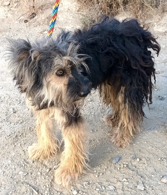 Kuma, Mix - Hündin