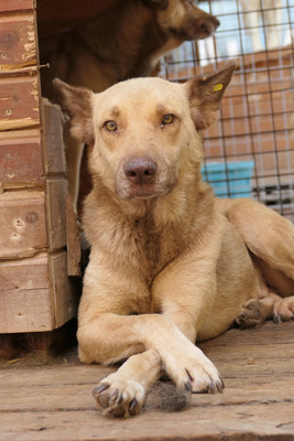 Kumo, Mischling - Rüde