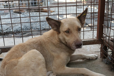 Kumo, Mischling - Rüde