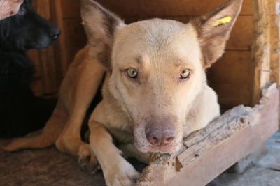 Kumo, Mischling - Rüde