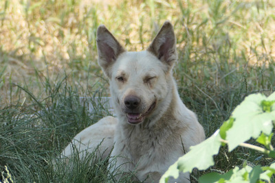 Kumo, Mischling - Rüde