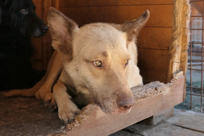 Kumo, Mischling - Rüde