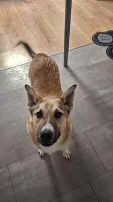 Kuschelbedürftig, klug und wunderschön – das ist unsere Leni ❤️