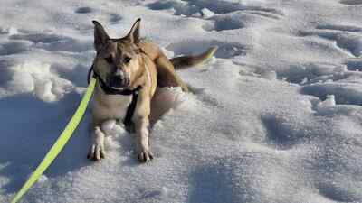 Kuschelbedürftig, klug und wunderschön – das ist unsere Leni ❤️, Mischling - Hündin