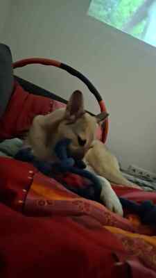 Kuschelbedürftig, klug und wunderschön – das ist unsere Leni ❤️, Mischling - Hündin