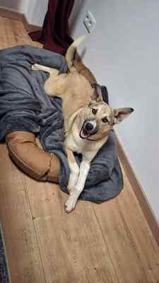 Kuschelbedürftig, klug und wunderschön – das ist unsere Leni ❤️, Mischling - Hündin