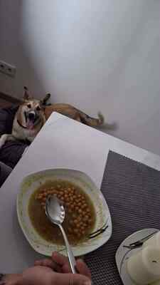 Kuschelbedürftig, klug und wunderschön – das ist unsere Leni ❤️, Mischling - Hündin