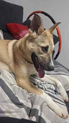 Kuschelbedürftig, klug und wunderschön – das ist unsere Leni ❤️, Mischling - Hündin