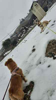 Kuschelbedürftig, klug und wunderschön – das ist unsere Leni ❤️, Mischling - Hündin