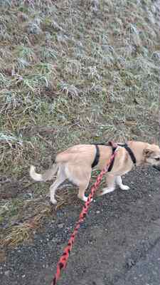 Kuschelbedürftig, klug und wunderschön – das ist unsere Leni ❤️, Mischling - Hündin