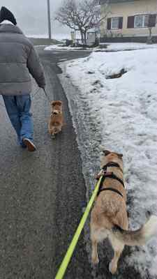 Kuschelbedürftig, klug und wunderschön – das ist unsere Leni ❤️, Mischling - Hündin