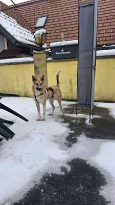 Kuschelbedürftig, klug und wunderschön – das ist unsere Leni ❤️, Mischling - Hündin