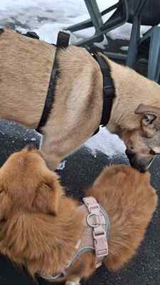 Kuschelbedürftig, klug und wunderschön – das ist unsere Leni ❤️, Mischling - Hündin