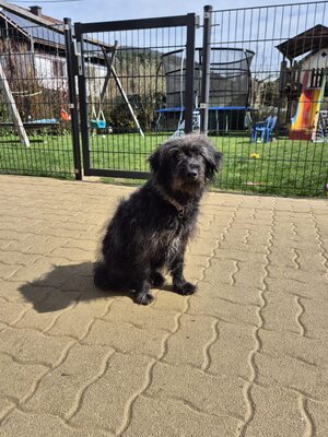 Kuscheltante Gerti sucht liebevolles Zuhause, Mischling - Hündin