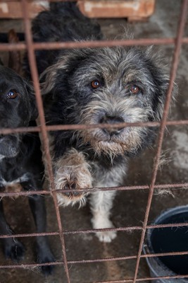 Kuschelwuschel Lupo sucht Sofaplatz auf Lebenszeit, Mischling - Rüde