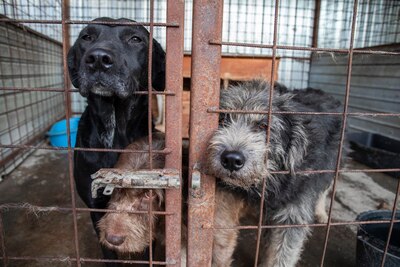Kuschelwuschel Lupo sucht Sofaplatz auf Lebenszeit, Mischling - Rüde