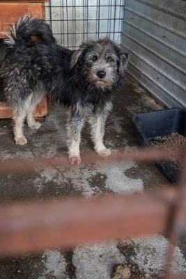 Kuschelwuschel Lupo sucht Sofaplatz auf Lebenszeit, Mischling - Rüde