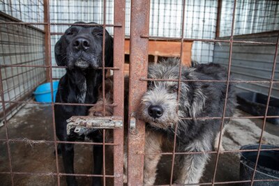 Kuschelwuschel Lupo sucht Sofaplatz auf Lebenszeit, Mischling - Rüde