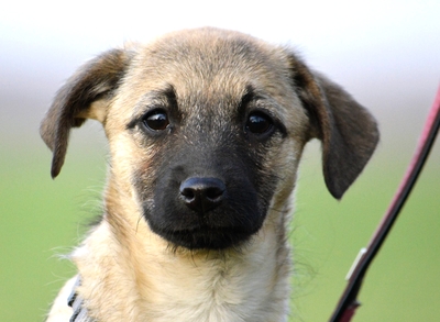 Kuszkusz super süße Herzensbrecherin, Mops-Mischling Welpen - Hündin