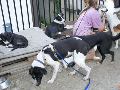 Kylie, Bracke und Mischling - Hündin