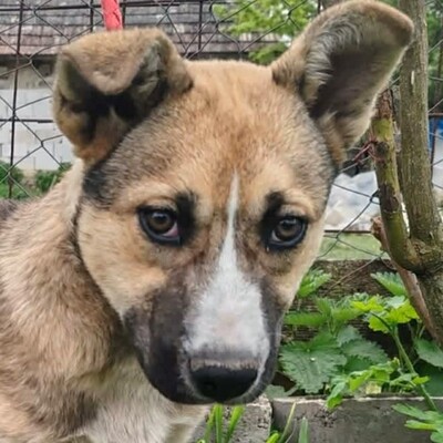 🌺Kyra ist eine liebevolle, fröhliche und verspielte Hündin 🌷, Mischlingswelpin Welpen - Hündin