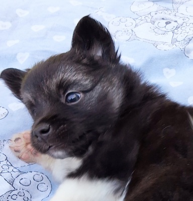 L-Wurf, Islandhund Welpen - Rüde