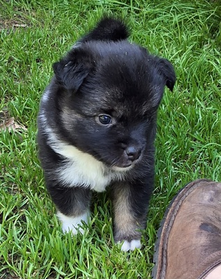 L-Wurf, Islandhund Welpen - Rüde