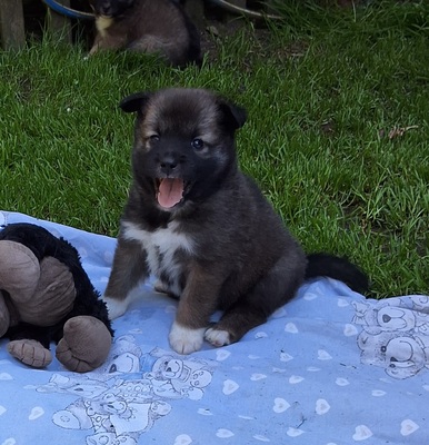 L-Wurf, Islandhund Welpen - Rüde