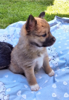 L-Wurf, Islandhund Welpen - Rüde