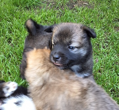 L-Wurf, Islandhund Welpen - Rüde
