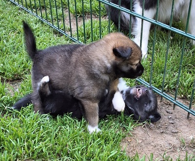 L-Wurf, Islandhund Welpen - Rüde