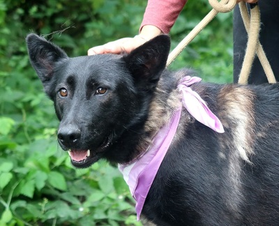 LA KALIBRA, Schäferhund-Mischling - Hündin