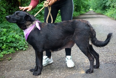 LA KALIBRA, Schäferhund-Mischling - Hündin