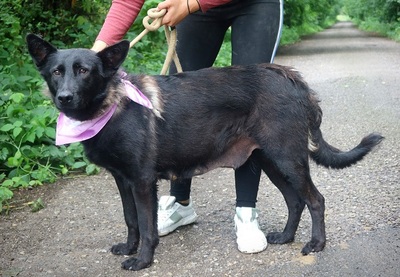 LA KALIBRA, Schäferhund-Mischling - Hündin