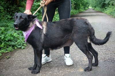 LA KALIBRA, Schäferhund-Mischling - Hündin