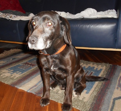 LABKA in Niederösterreich, Beagle-Spanielmixhündin - Hündin