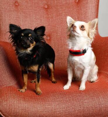 LADY & LAYLA, Chihuahua - Hündin