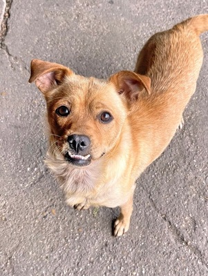 LADY - R E S E R V I E R T !!!!! sehr anhänglich, vergnügt, verschmust, klug, kinderfreundlich, nicht zu Katzen, anfangs ängstlich, Mischling - Hündin