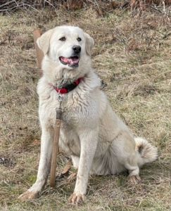 LADY SANJA - Hundeerfahrene Menschen gesucht, LADY SANJA - Hundeerfahrene Menschen gesucht - Hündin