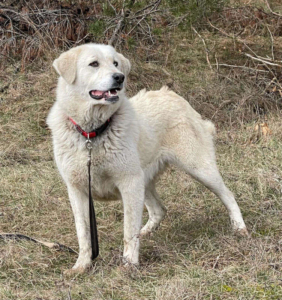 LADY SANJA - Hundeerfahrene Menschen gesucht, LADY SANJA - Hundeerfahrene Menschen gesucht - Hündin