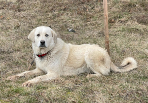 LADY SANJA - Hundeerfahrene Menschen gesucht, LADY SANJA - Hundeerfahrene Menschen gesucht - Hündin