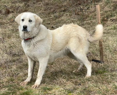 LADY SANJA - Hundeerfahrene Menschen gesucht, LADY SANJA - Hundeerfahrene Menschen gesucht - Hündin