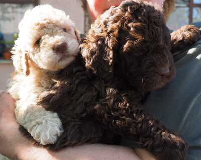 LAGOTTO ROMAGNOLO, LAGOTTO ROMAGNOLO Welpen - Hündin