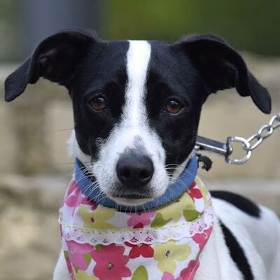 LAIKA - Ubeda, Ratonero-Bodeguero-Andaluz-Mischling - kastriert - Hündin