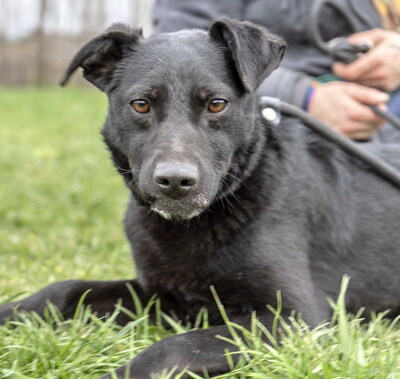 LALA - sehr anhänglich, freundlich, verschmust, lebhaft, aufmerksam, anfangs schüchtern