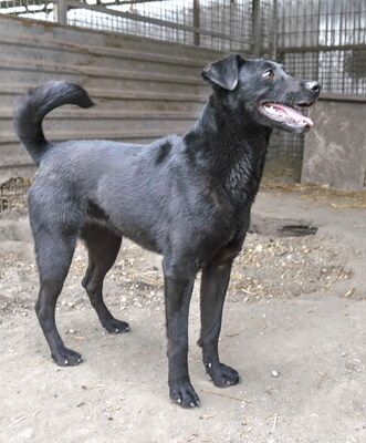 LALA - sehr anhänglich, freundlich, verschmust, lebhaft, aufmerksam, anfangs schüchtern, Mischling - Hündin