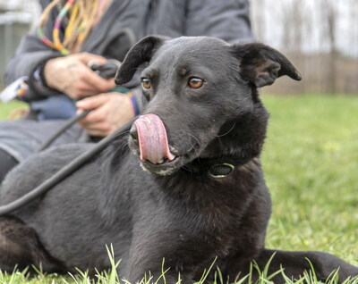LALA - sehr anhänglich, freundlich, verschmust, lebhaft, aufmerksam, anfangs schüchtern, Mischling - Hündin