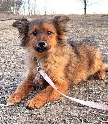 LALO - R E S E R V I E R T !!!!! sehr anhänglich, verschmust, lebhaft, intelligent, neugierig, in neuen Situationen vorsichtig, Mischling Welpen - Rüde