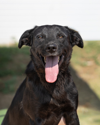 LAOLA - verschmust, verspielt, lebhaft, neugierig, liebt Spielsachen